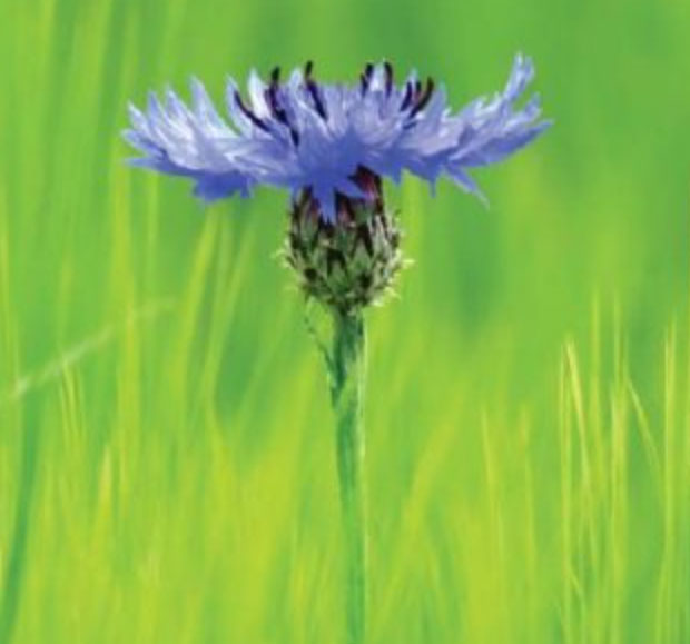 The Cornflower